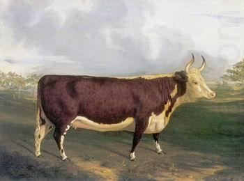 Cow 145, unknow artist